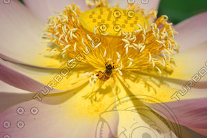 Bee on Flower Stock Photo