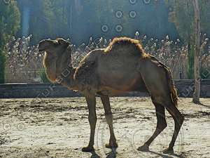 Camel Reference Pictures for 3D Modellers