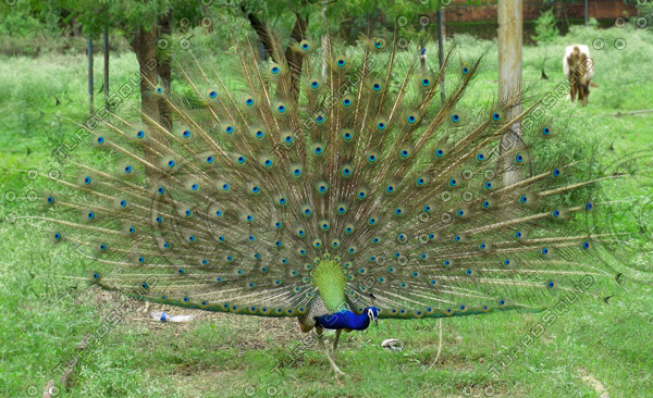 Stock JPEG peacock beautiful eye