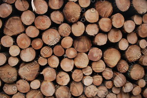 Log_Texture_0002