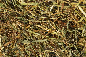 Hay_0003