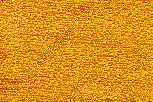 Abstract_Texture_0010