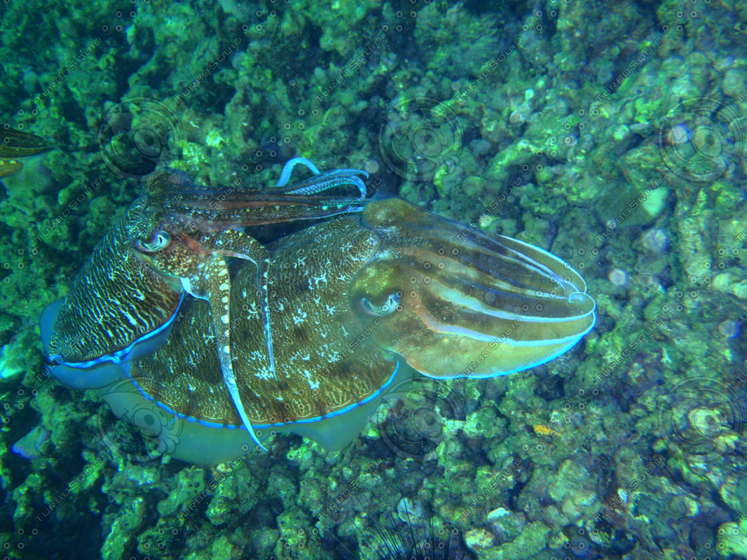Stock JPEG reproduction squid image