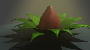 Plant Bulb