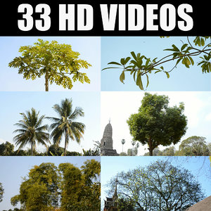Tropical Trees Blowing in the Wind