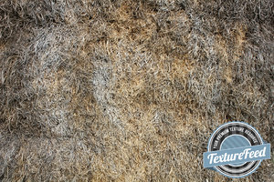 Grass Texture 01