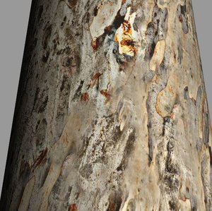 Tree bark 1 | Tileable | HD