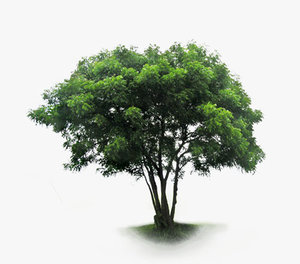 young neem tree