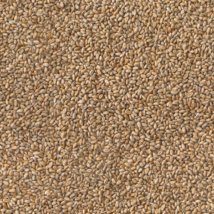 Wheat