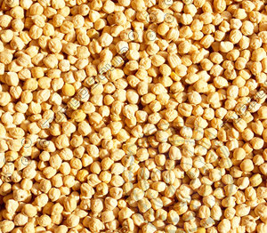 Kabuli Gram Texture map 06