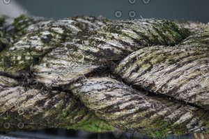 Nautical_Texture_0005