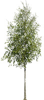 Birch 02 HD
