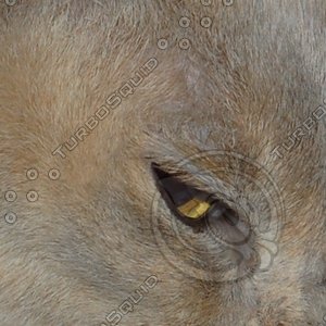 cat fur and eye Burmese lilac tortie