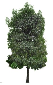 Young mangosten tree, garcinia mangostena
