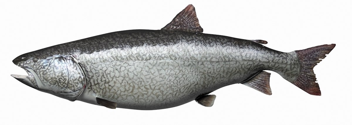 湖鳟3d模型