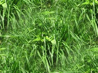 grass tall fresh green tileable