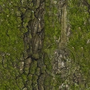 Tree Trunk