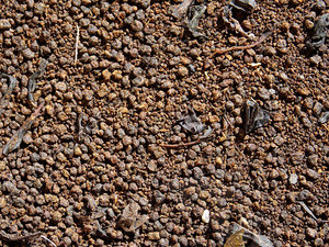 Indian tea texture map 08
