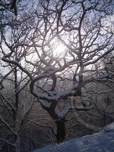 Tree sun and snow