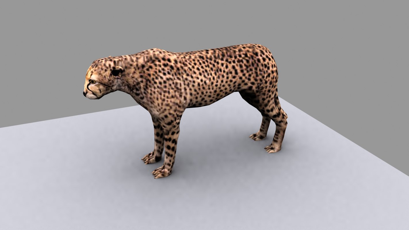 3d cheetah model