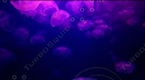 jellyfish