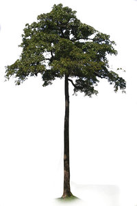 Tall trunk tropical tree