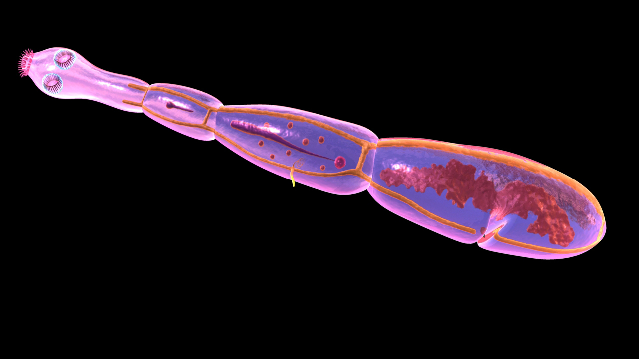 echinococcus granulosus hydatid 3d model
