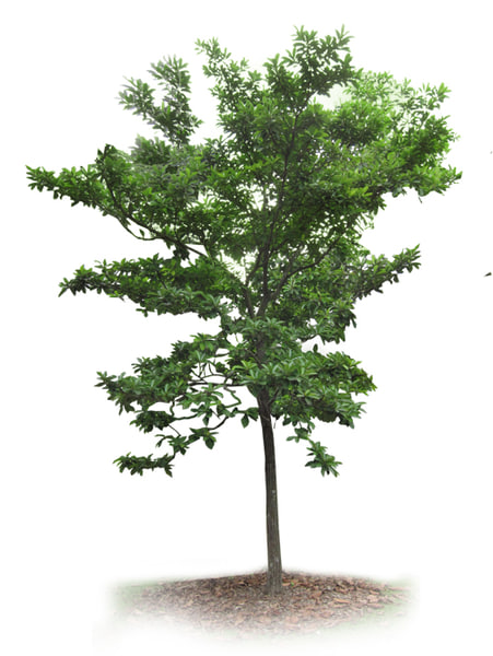 Texture PNG nyatoh palaquim tree