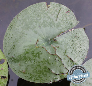 Plant Texture 03