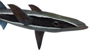 echeneis fish 3d model