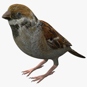 sparrow 3ds