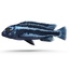 tropical fish cichlid 3d 3ds