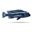 tropical fish cichlid 3d 3ds