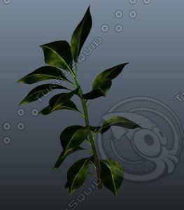 realistic rubber plant 3d ma