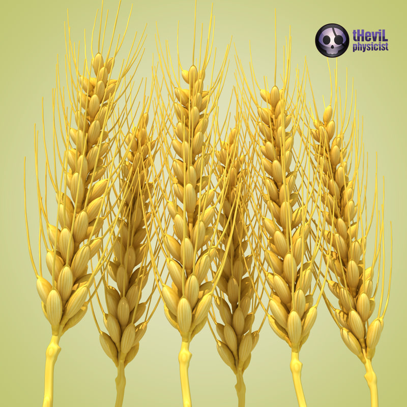 wheat 3d c4d