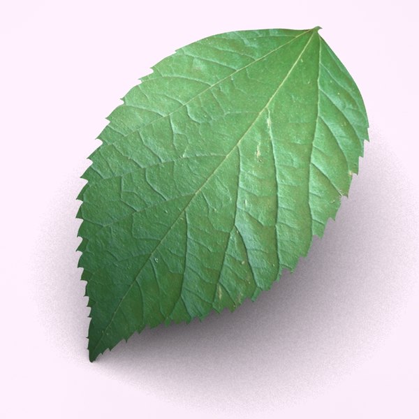 mediterranean hackberry celtis australis 3d model