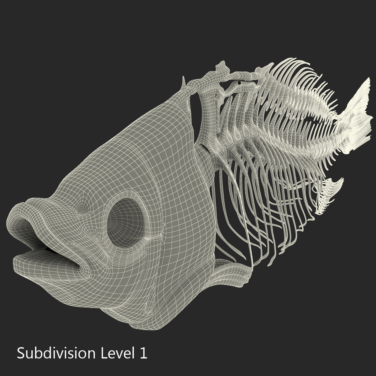 鱼骨架3d模型