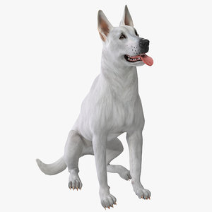 white shepherd dog pose 3d model