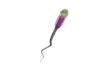 sperm spermatozoid max