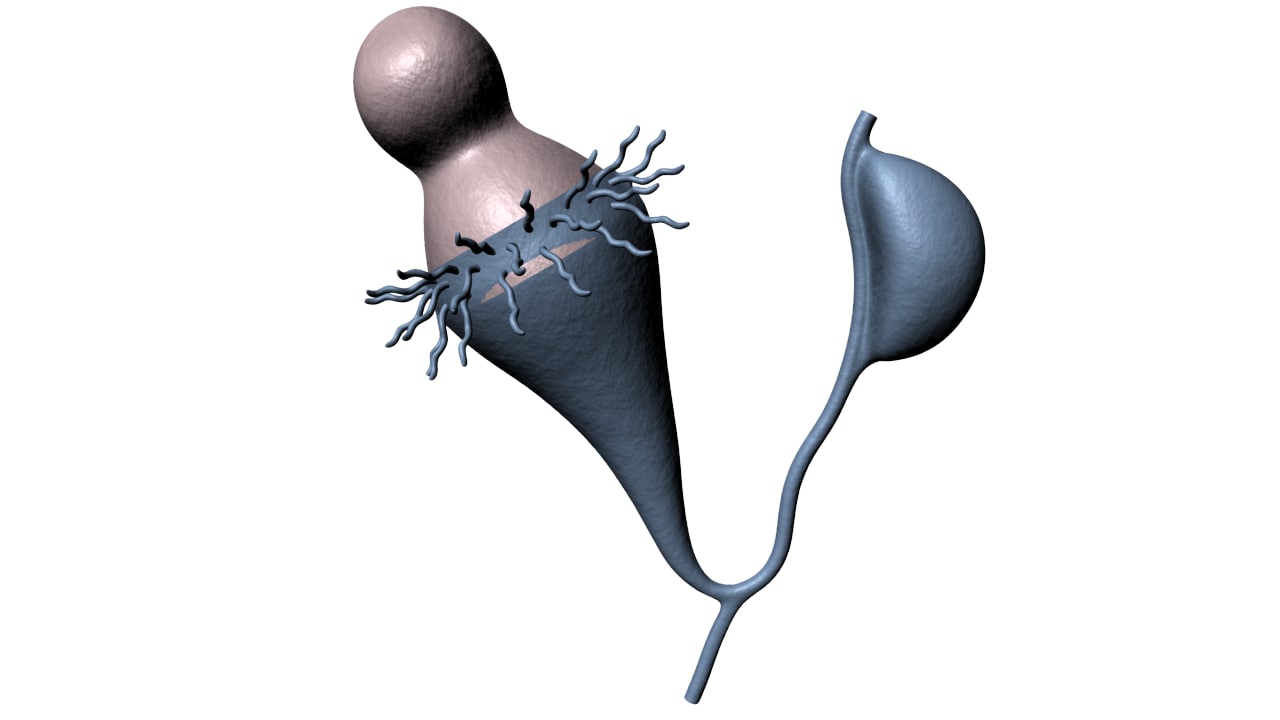 flame-cell-3d-obj