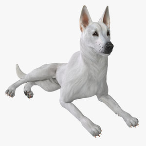 max white shepherd dog pose