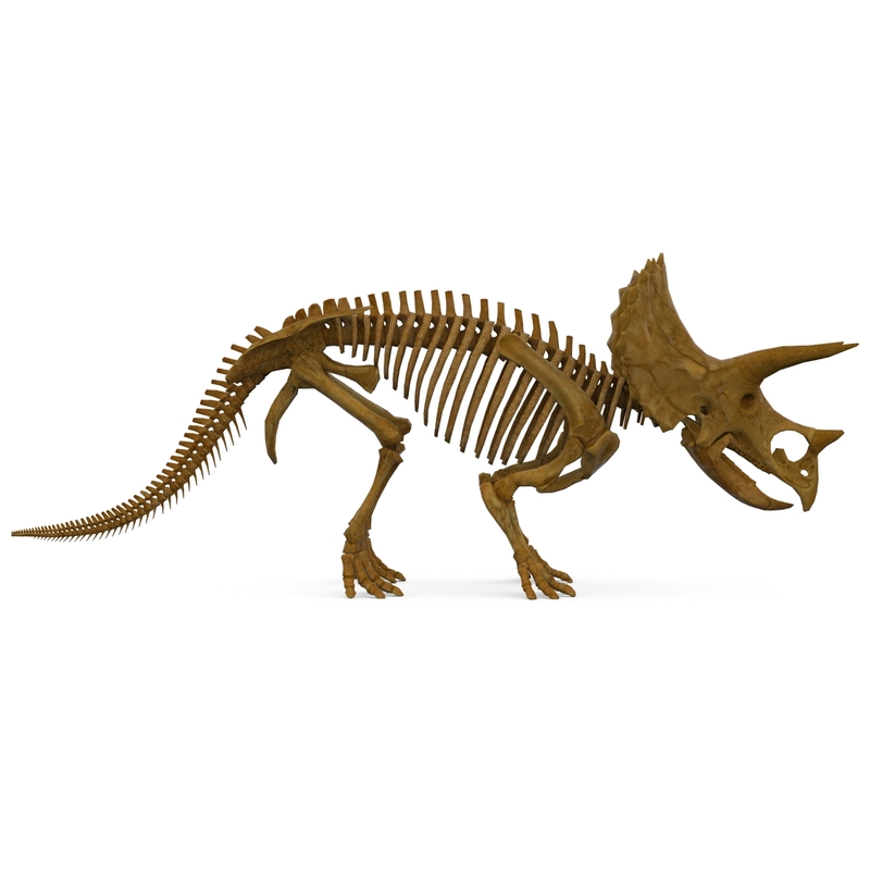 complete t rex skeleton triceratops