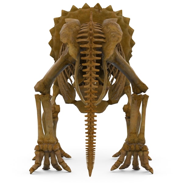 skeleton triceratops