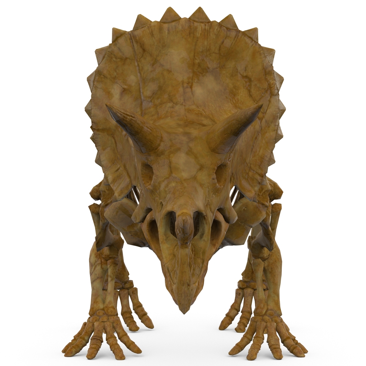 skeleton triceratops