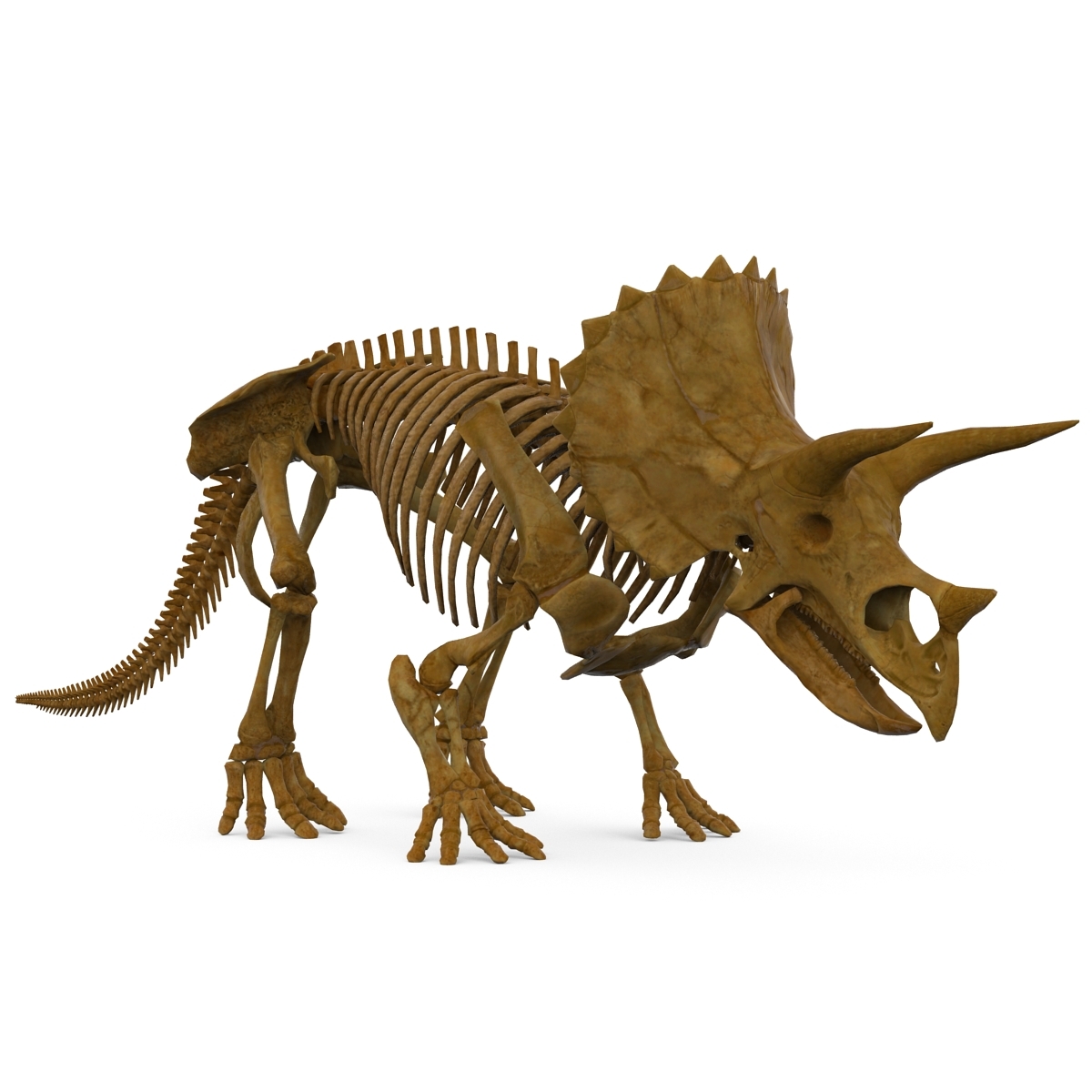 triceratops view in 3d