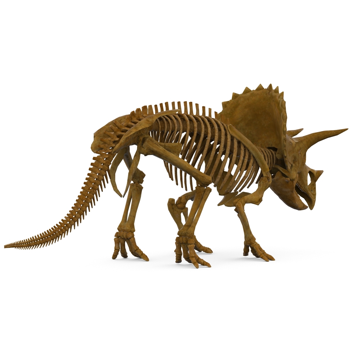 skeleton triceratops