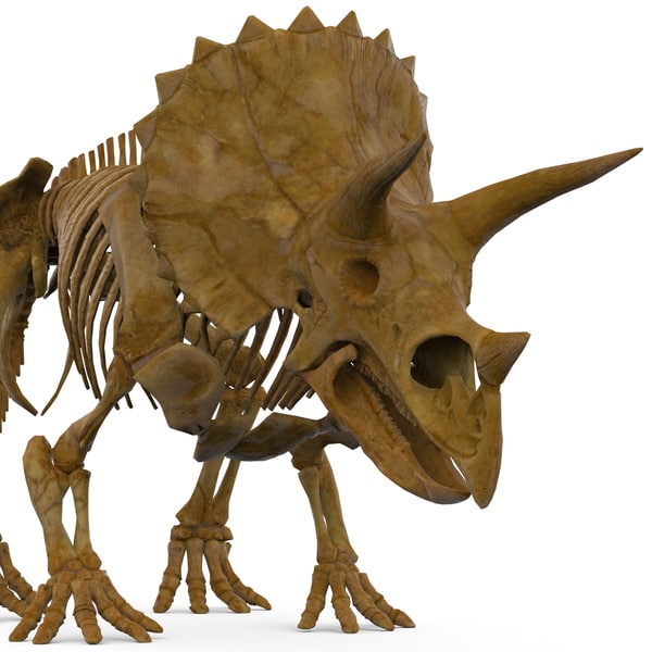 complete t rex skeleton triceratops