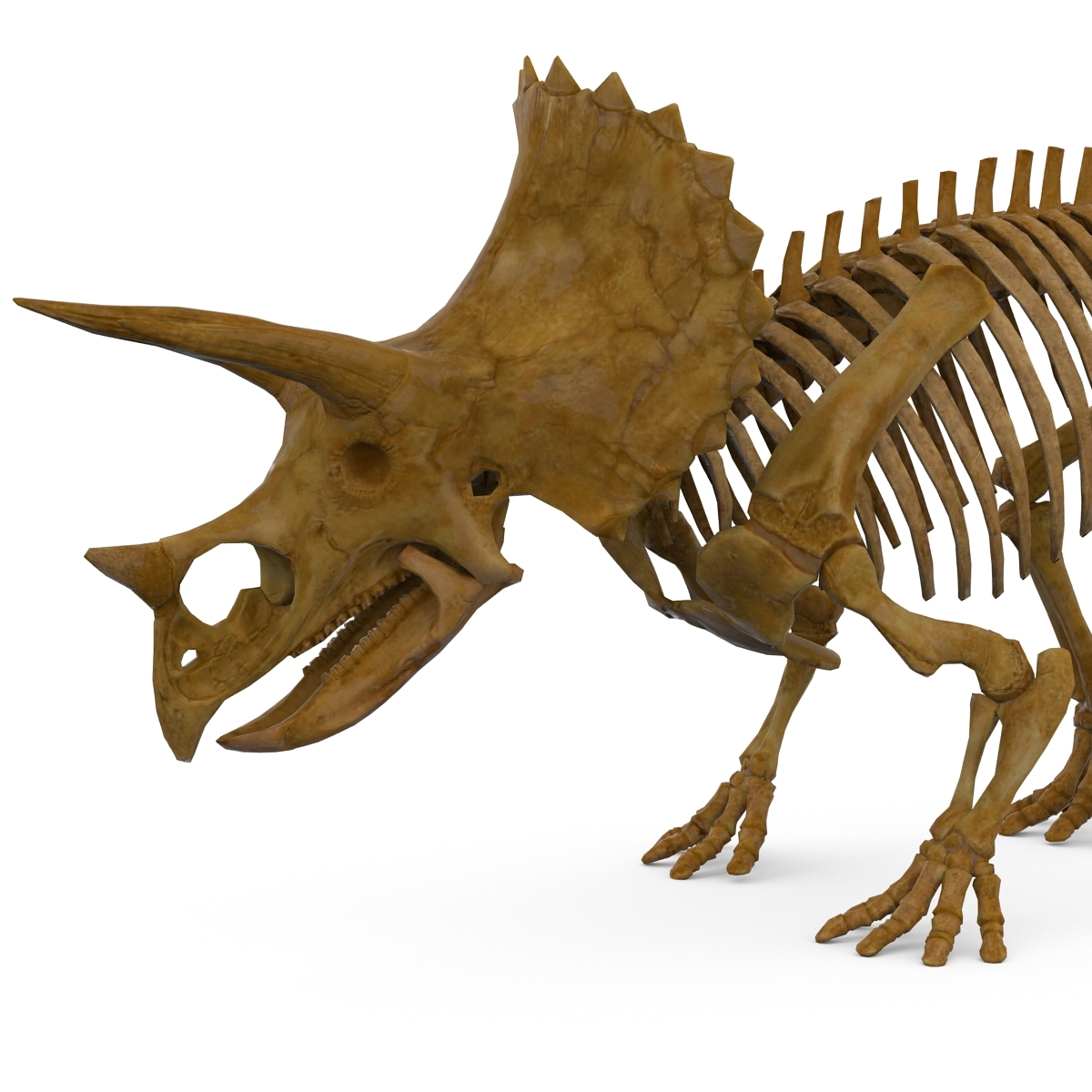 complete t rex skeleton triceratops