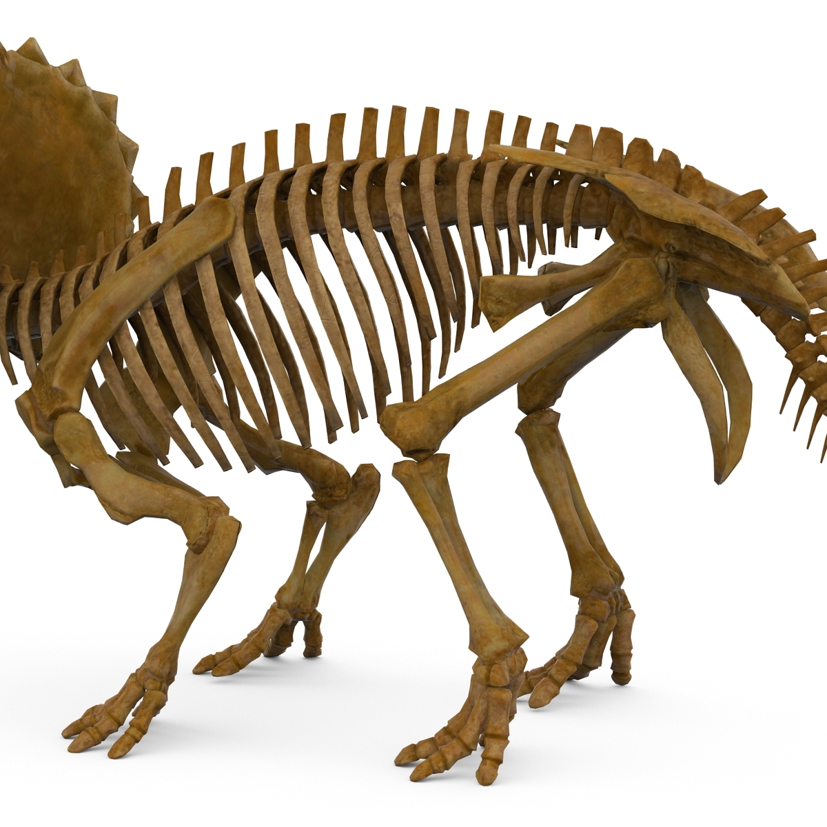 big john triceratops skeleton