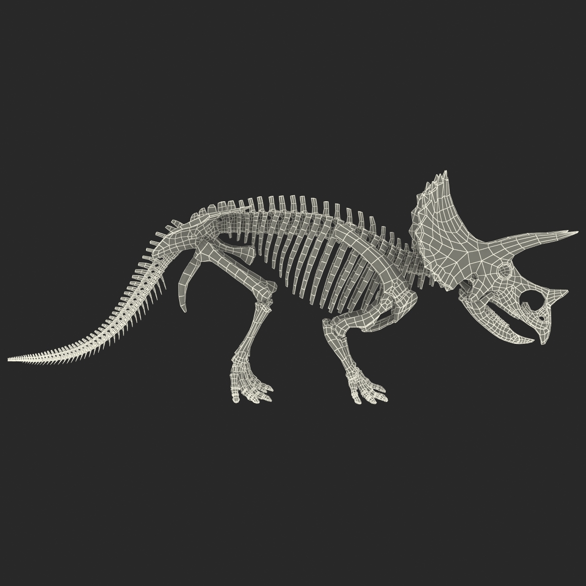 skeleton triceratops